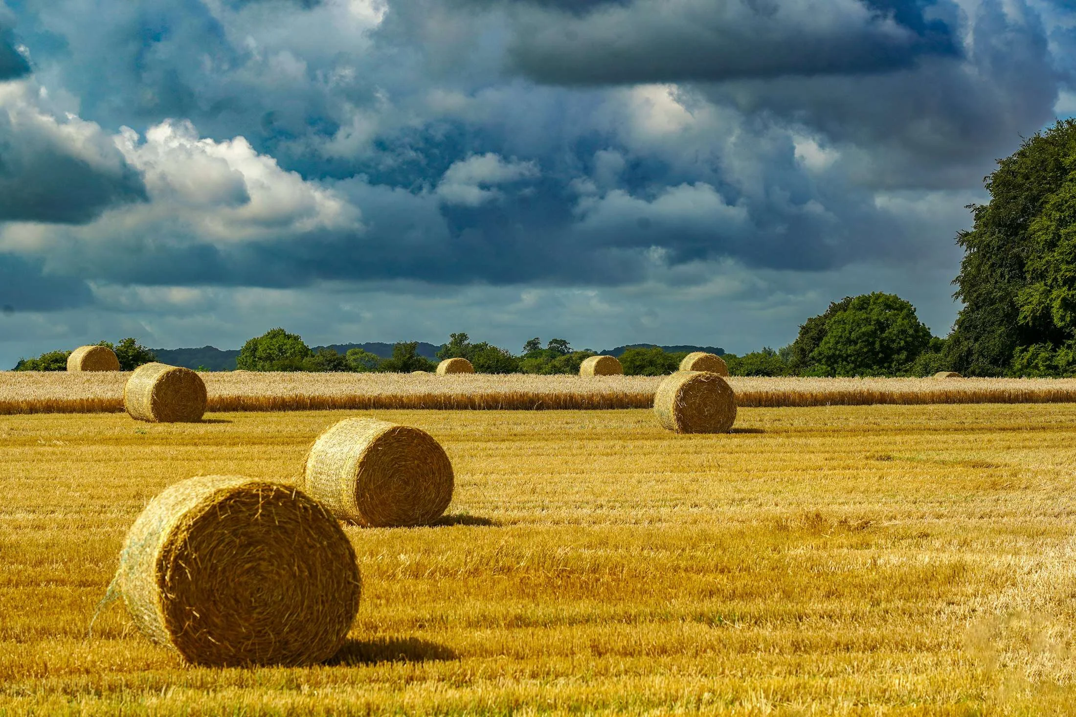 Campo con balle di fieno dopo la fienagione