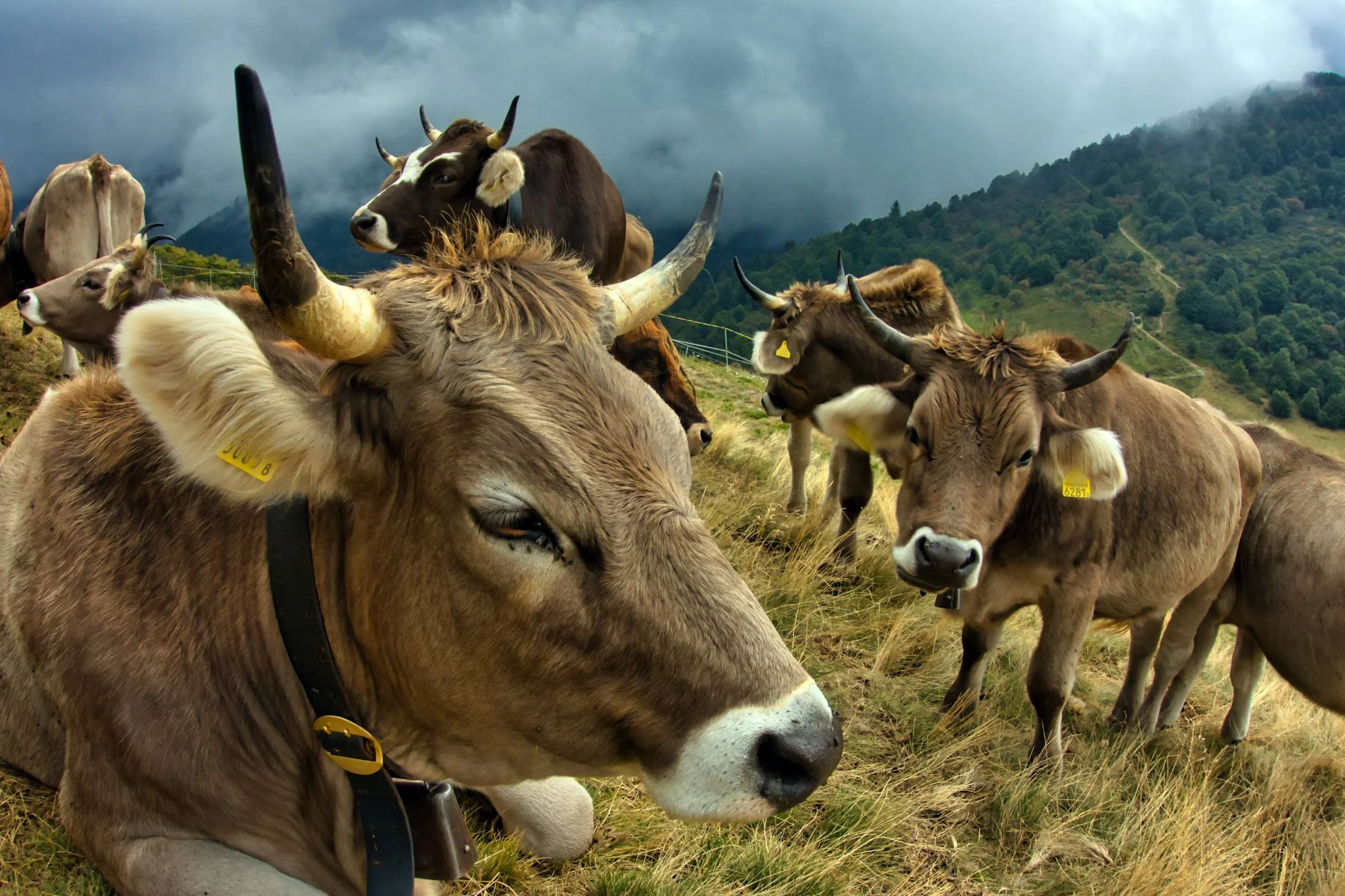 Bovina di razza Bruna al pascolo in collina