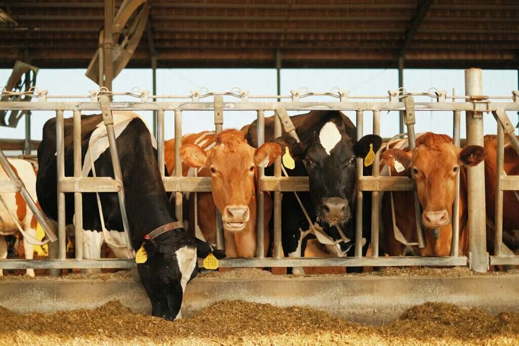 Bovine da latte alla mangiatoia nella stalla