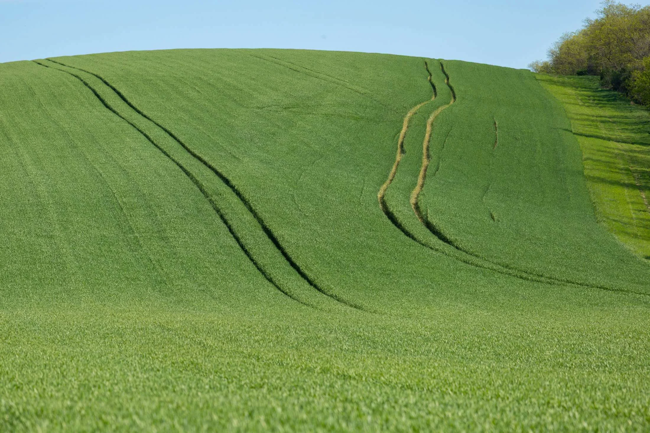 Collina verde coltivata sotto il cielo sereno