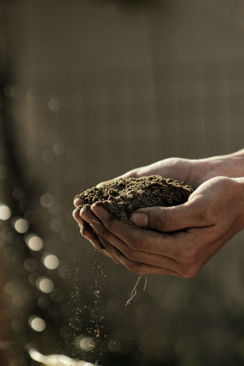 Mani che tengono la terra del campo