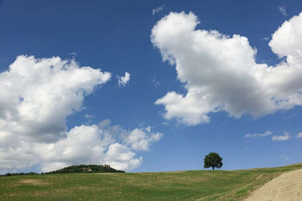 Prato in collina con una quercia isolata