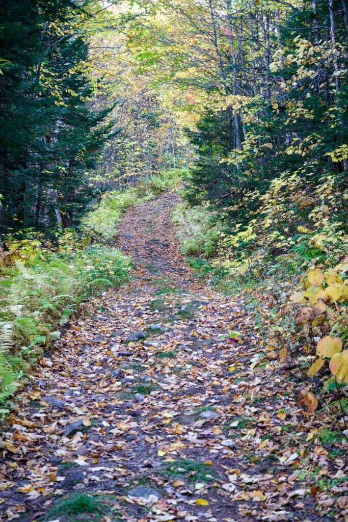 Sentiero sterrato nel bosco coperto di foglie